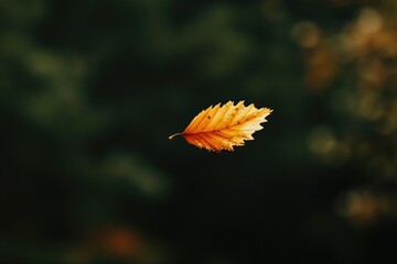 Poster - A Single Golden Leaf Against a Dark Green Background