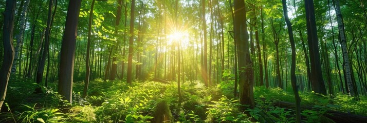  Sunlight through trees in forest