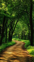 Poster - arafed road in the middle of a forest with trees on both sides