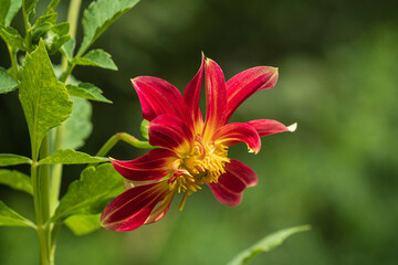 Wall Mural - Closeup side view of stem, leaves and flower of red and golden yellow dahlia blooming outdoors in garden isolated on natural background