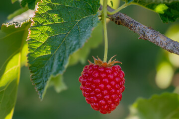 Wall Mural - A close-up of a ripe raspberry hanging from a branch, surrounded by green leaves, showcasing its vibrant color and texture.