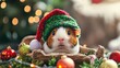 © IMAGINIAC - Christmas Guinea Pig Wearing a Green and Red Hat