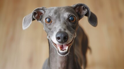 Wall Mural - A whippet dog with big brown eyes looks directly at the camera with a happy expression. AI.