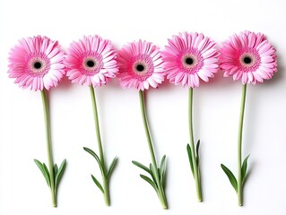 Cheerful Decor: Five Pink Gerbera Daisies on a Bright Background – Perfect as a Poster to Liven Up Your Sports Room or Home Office!