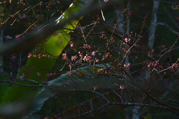 Wall Mural - Phaya suae flower or sakura flower in Thailand
