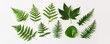 © Thi - A variety of green leaves and ferns arranged on a white surface, showcasing diverse shapes and textures.