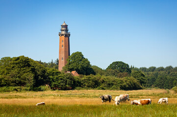 Wall Mural - Neuland lighthouse at Behrensdorf, Schleswig-Holstein, Germany. Pasture with cattle in foreground.