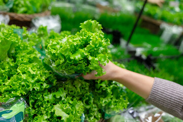 Close-up of a hand picking fresh green lettuce in a grocery store. Concept of choosing organic greens, healthy eating, and shopping for fresh, nutritious produce