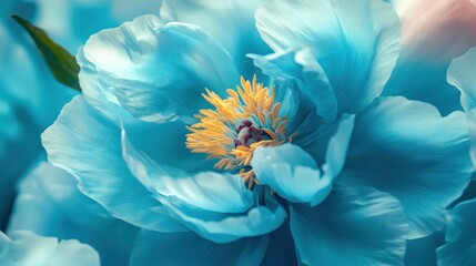 Wall Mural - Close-Up of a Blue Peony Flower