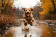 © BAYC - Happy dirty dog ​​jumps into dirty puddle in autumn