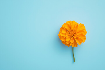 Yellow flower, marigold flower,African marigold. Blue background.