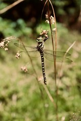 dragonfly on a branch