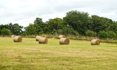 Round hay bales in green field with trees in background and a cloudy sky