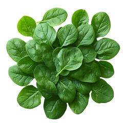 Wall Mural - Spinach leaves PNG, isolated on transparent background. Fresh green spinach leaves with vibrant color PNG. Ideal for healthy food, salad ingredients, or organic design elements