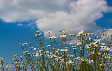 White daisies on blue sky background.