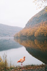 Sticker - A serene lake scene featuring a flamingo amidst autumn foliage reflecting on the water.