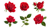 set of red rose flowers isolated on transparent background