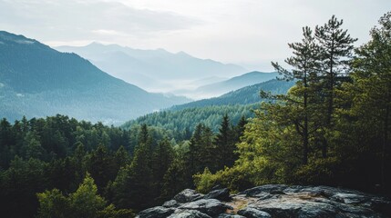 Canvas Print - Mountain Vista Through the Trees