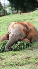 Sticker - A young elephant resting on the grass while munching on greenery.