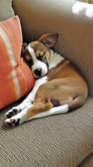 Poster - A sleeping puppy curled up on a couch beside a colorful pillow, radiating comfort and tranquility.