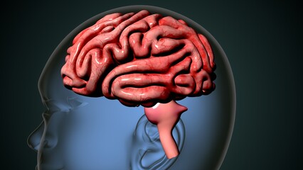 human brain anatomy system. 3d illustration