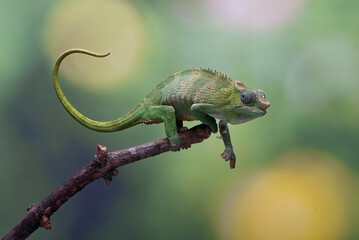 Wall Mural -  Fischer chameleon on a tree branch