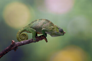 fischer chameleon on a tree branch