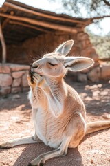 Sticker - A kangaroo sitting calmly, grooming its paws in a natural setting.