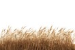© Rawpixel.com - Golden wheat field isolated background