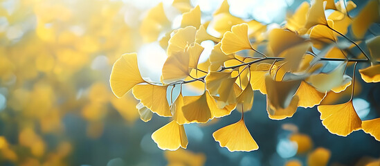 Sticker - Ginkgo biloba also known as the maidenhair tree in autumn with beautiful leaves perfect for a copy space image