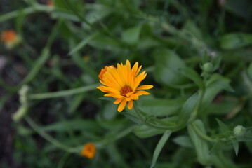 Calendula officinalis. An orange flower has grown among the green vegetation and leaves. It has a long thin stem with narrow green leaves and a flower with long narrow petals.