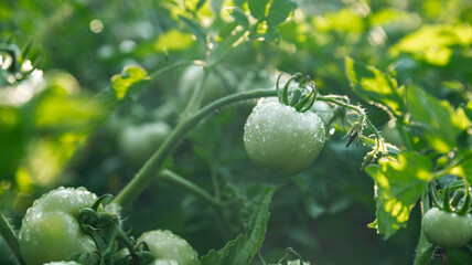 Green unripe tomato on a branch, natural homemade wholesome vegetables, vegan and vegetarian food, growing vegetables in the garden. Tomatoes ripening in the greenhouse.