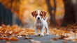 © Sawyer0 - Mały szczeniak biega radośnie po alejce otoczonej kolorowymi liśćmi, które opadły na ziemię w jesiennej porze.