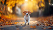 © Sawyer0 - Mały szczeniak biega radośnie po alejce otoczonej kolorowymi liśćmi, które opadły na ziemię w jesiennej porze.