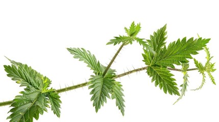 Poster - A detailed view of a plant's foliage, great for use in nature-inspired designs or as a background element
