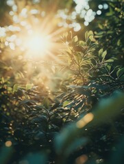 Wall Mural - serene sunlight filtered through trees
