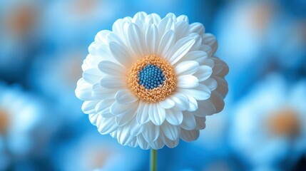 Poster - White Daisy Flower with Blue Center