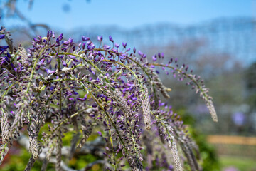 Wisteria floribunda flowers in the garden.