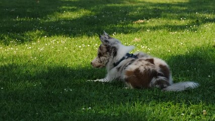 Wall Mural - A charming three-month-old blue-eyed border collie puppy lies on a green lawn in a sunny summer park. A cute young purebred dog