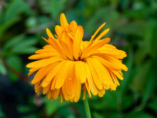 Yellow calendula flower with water drops. Growing medicinal plants in home garden. Summer background. Bright orange marigold flower