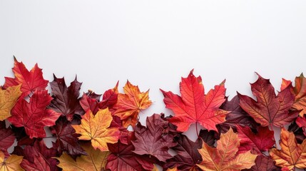 Poster - A cluster of autumnal leaves on a clean white background