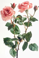 Poster - Fresh pink roses surrounded by green leaves in a decorative vase