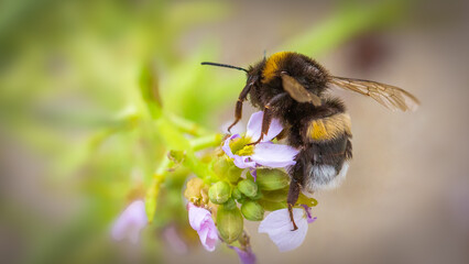 Buff-tailed bumblebee - Bombus terrestris