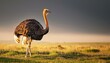 © Oranuch - Ostrich standing gracefully in a serene, grassy landscape.