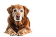 © venusvi - A senior dog ,Isolated on transparent background