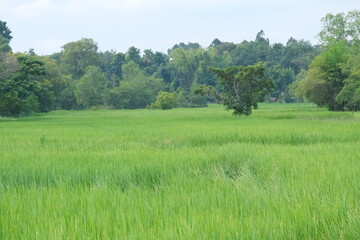 landscape with river