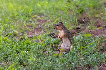 Wall Mural - The fox squirrel (Sciurus niger), also known as the eastern fox squirrel or Bryant's fox squirrel. 