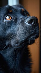 Sticker - Close-Up Portrait of a Black Dog with Whiskers