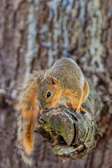 Wall Mural - the fox squirrel (sciurus niger), also known as the eastern fox squirrel or bryant's fox squirrel.