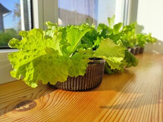 Cabbage salad grown on the windowsill. Homemade green food. Ecological vegetarian natural food. Orangery